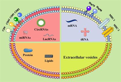 Extracellular Vesicles in Tumors: A Potential Mediator of Bone Metastasis